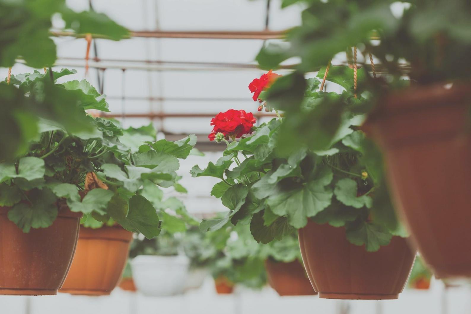 Fresh floral arrangement showcasing natural composition techniques with seasonal blooms